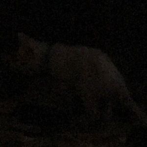 Meet your Posher, Joe